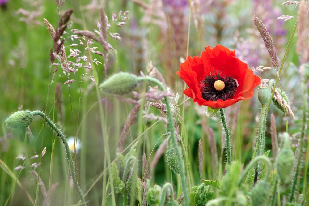 Klaproos in veldbloemen veld