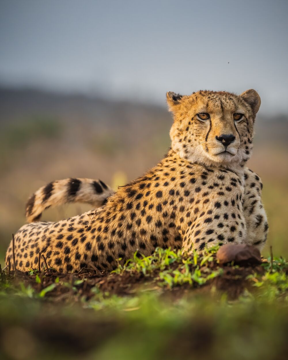 Serene Schoonheid: De Cheeta in het Wild