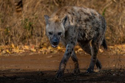 Hyena at Tshokwane, Kruger National Park, South Africa