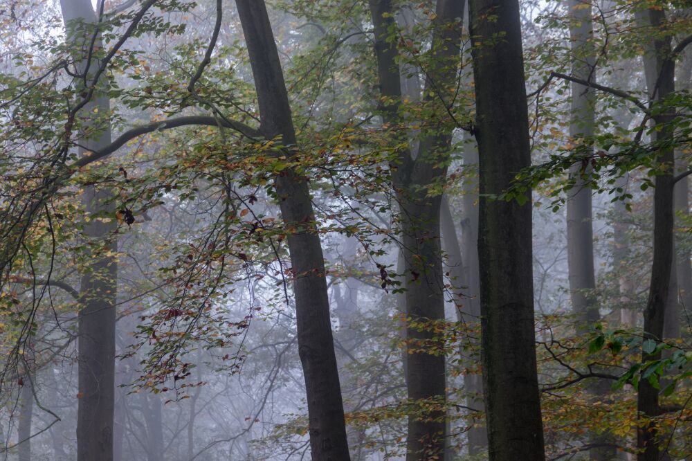 Herfst in het beukenbos