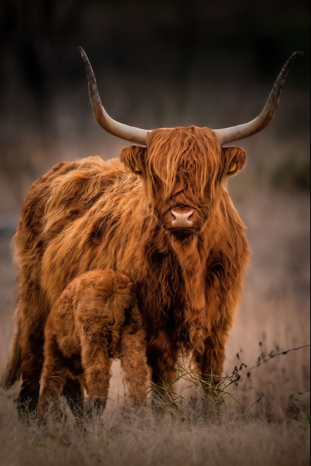 Schotse Hooglander met drinkend kalfje