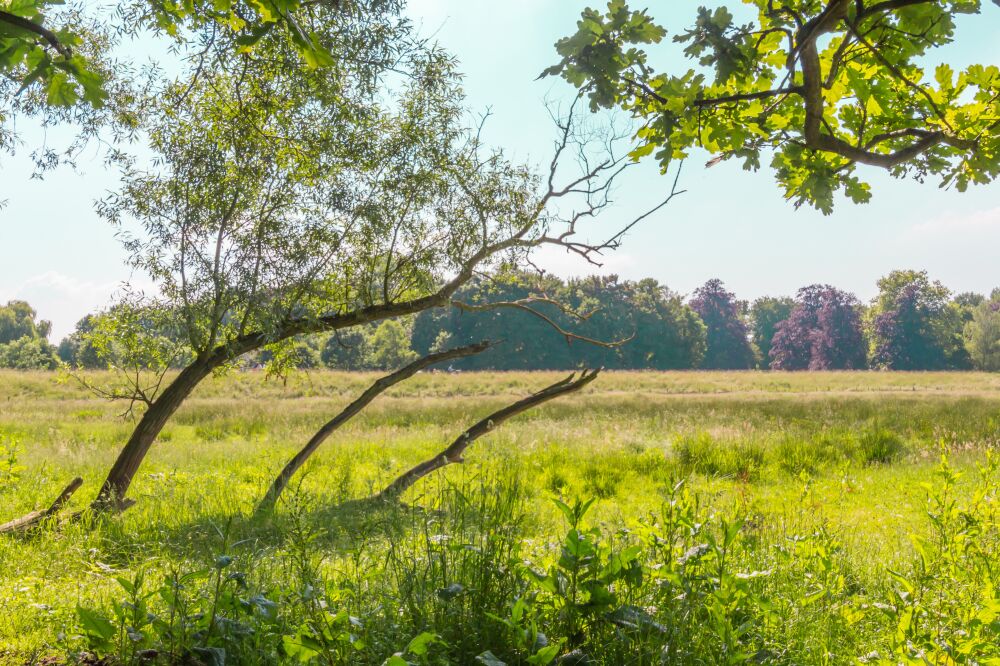 Meegebogen door de wind