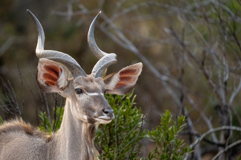 Close-up of a Male Kudu with Impressive Horns, Kruger National Park, South Africa