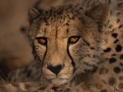 Cheetah portrait at last light