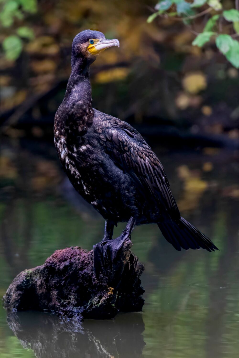 Aalscholver in het Kralingse bos