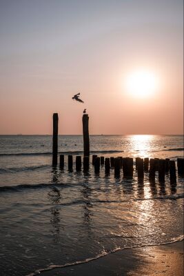 Dance of Seagulls at Sunset