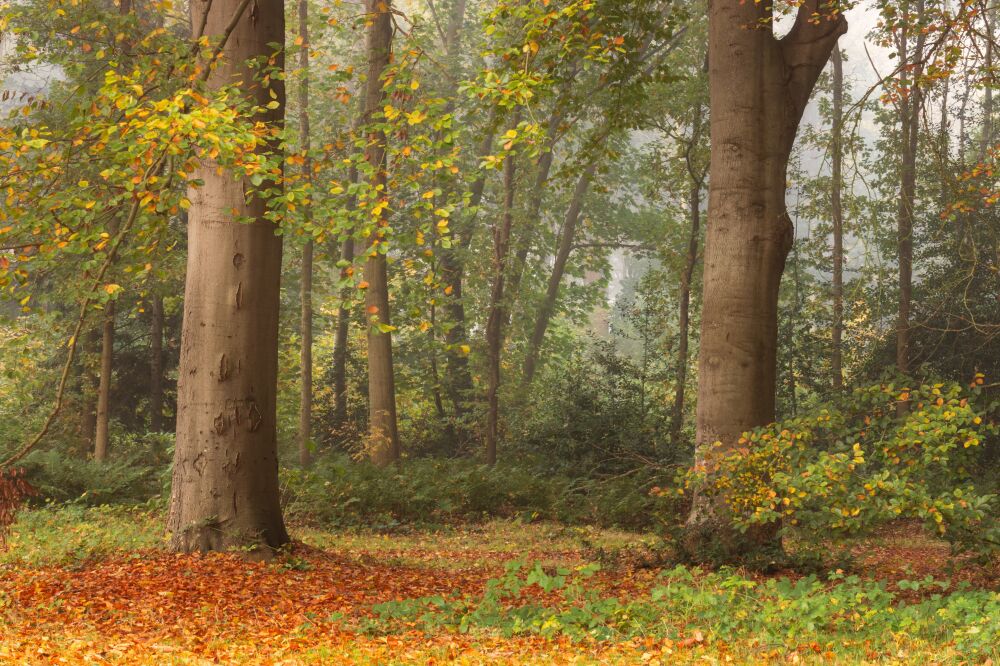 Kleur in het bos