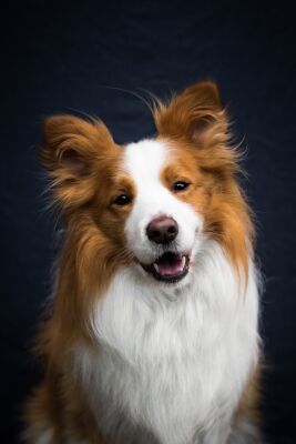 Dog Portrait