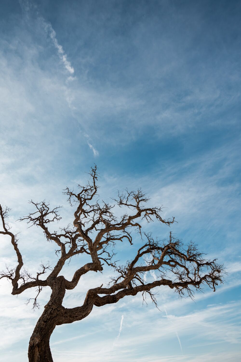 Symphonie der Stille Kahler Baum vor einem Weiten Blauen Himmel