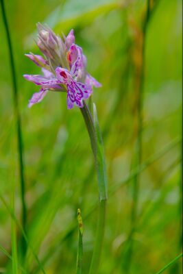 Orchidee op Texel in het gras