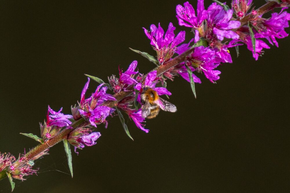 Bumblebee in Bloom: A Moment of Nectar Harvesting