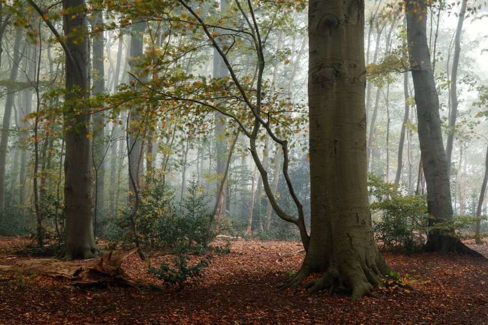 Bomen in het Bos