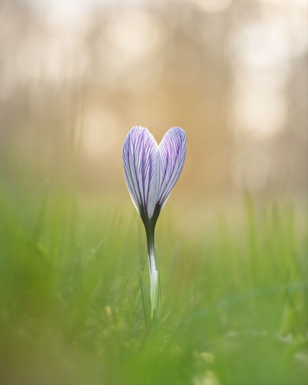 Liefde in Bloei