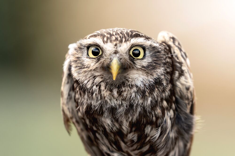 Verwonderde Blik van de Steenuil - uil - vogel