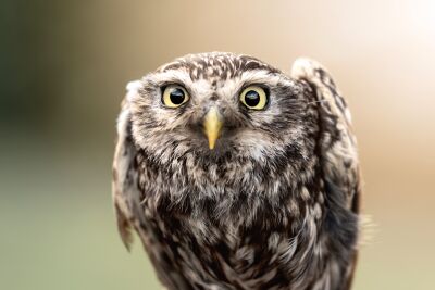 Verwonderde Blik van de Steenuil - uil - vogel