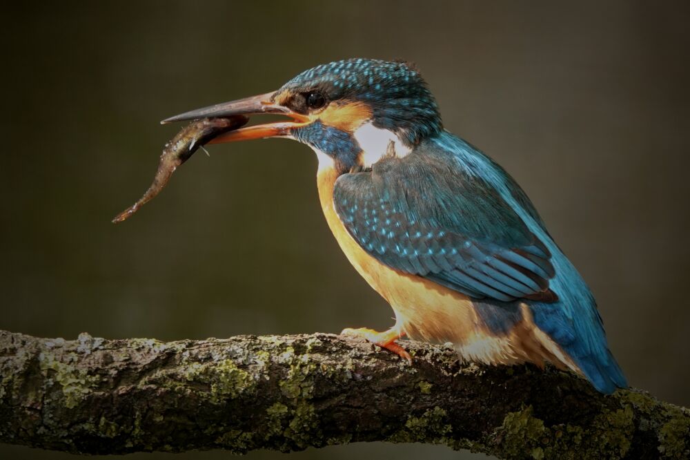 IJsvogel met gevangen vis