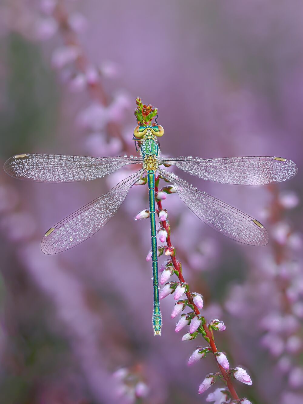 Soaked in purple