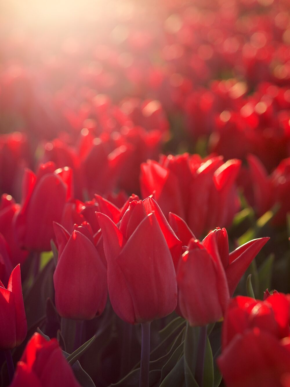 Rode tulpen in ochtendzon