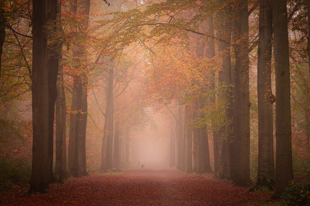 Boslandschap in herfstkleuren