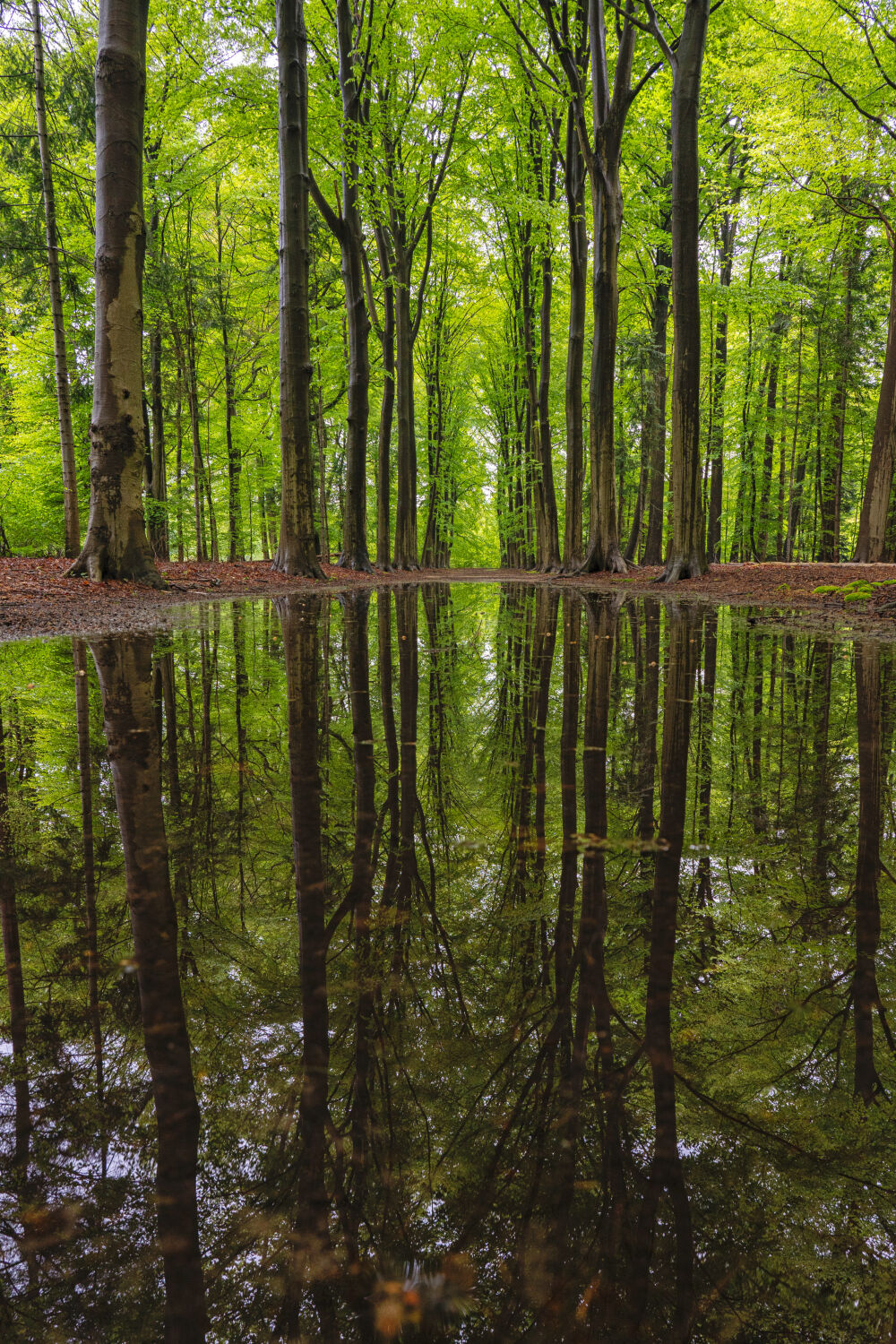 Ik hou van bomen... en water...