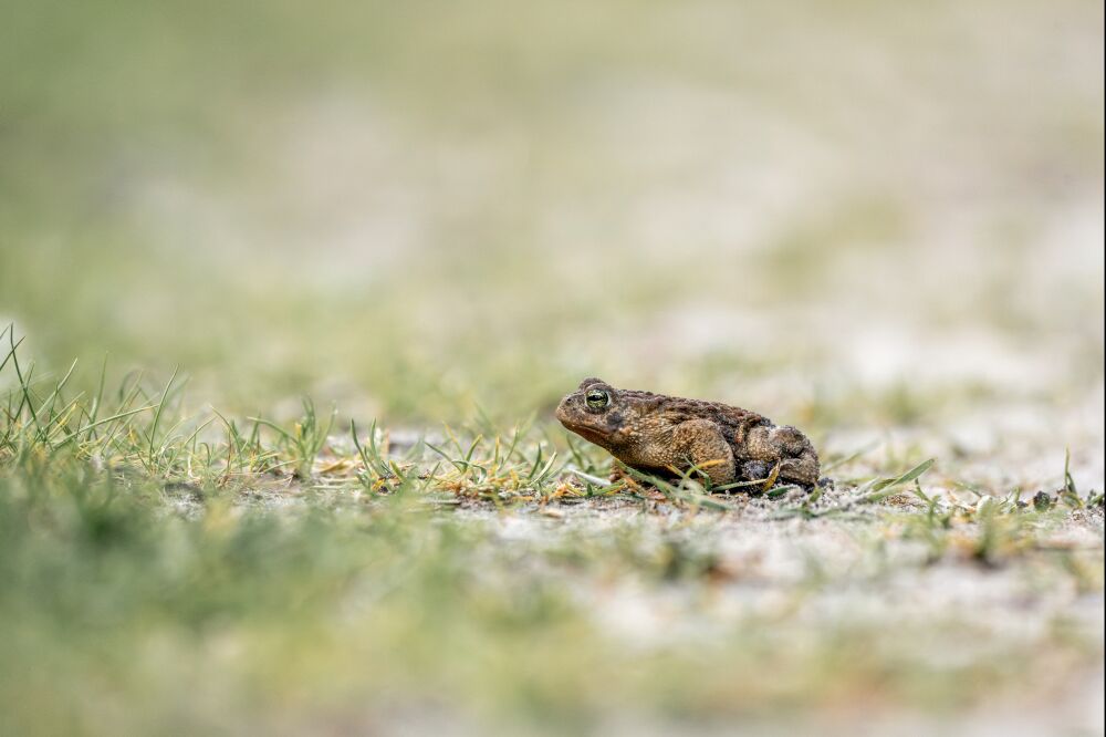 Rust in het Gras - Natuurmoment met Pad