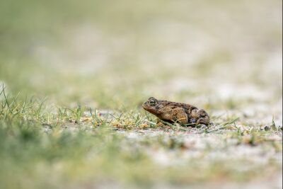 Rust in het Gras - Natuurmoment met Pad