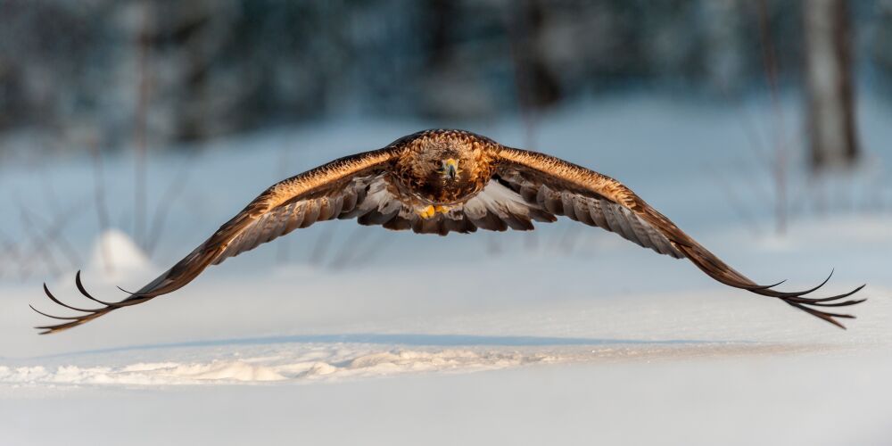 Golden Eagle Symmetry