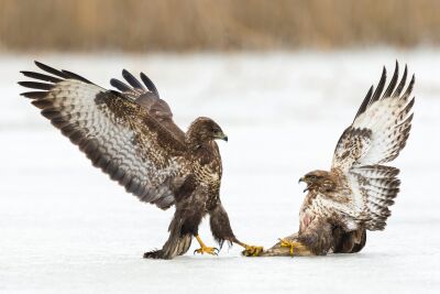 Buzzard snow fight