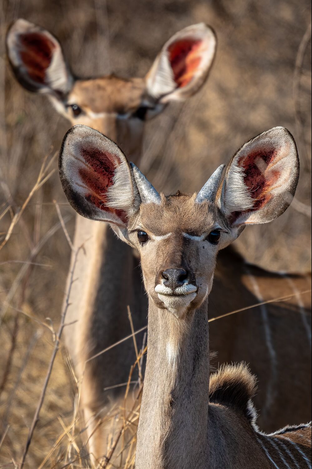 Close-up of a Young Male and Female Kudu, South Africa