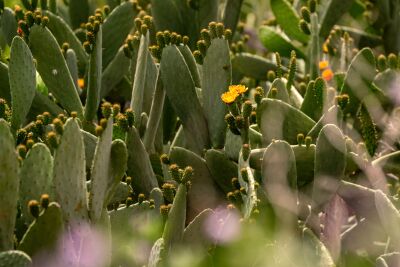 Radiant in the Green Blooming Cactus in the Sun