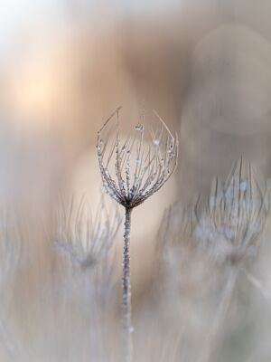 In het zachte winterlicht