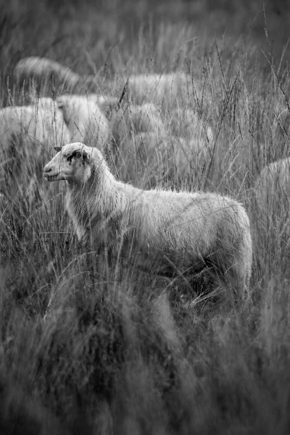 Timeless in the Field Sheep in Monochrome