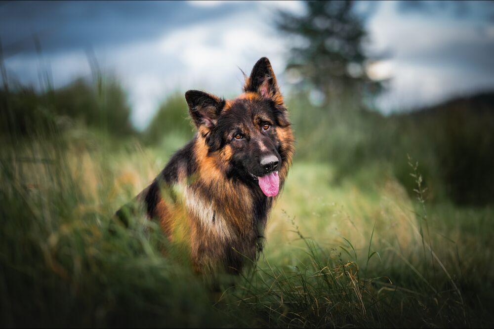 Duitse Herder in the Ierse Heuvels