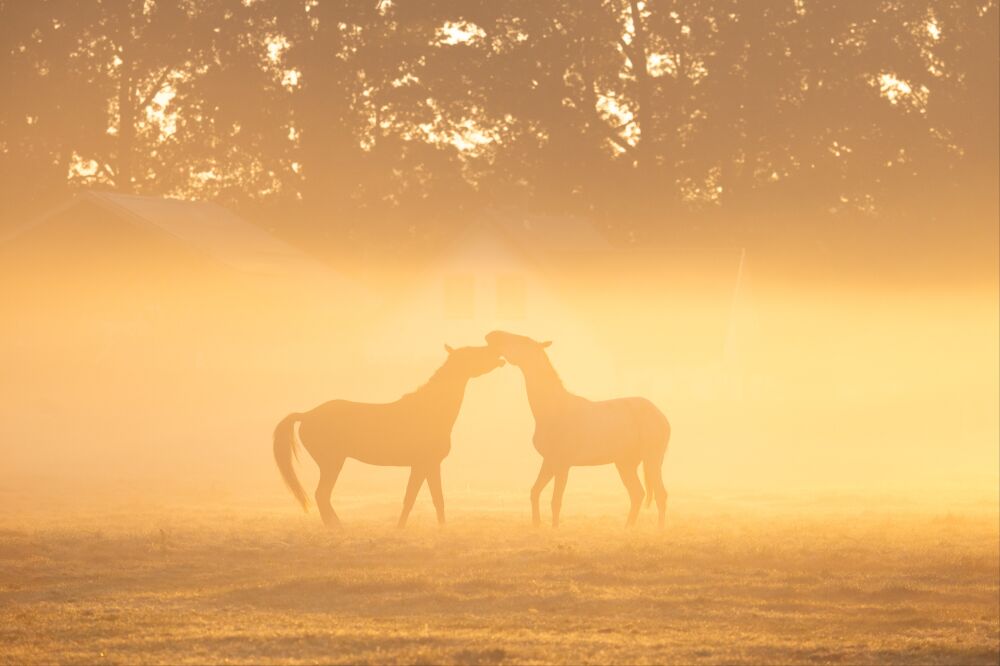 Paardenweide bij zonsopgang