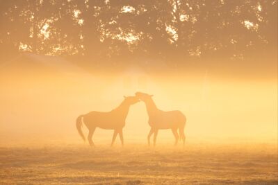 Paardenweide bij zonsopgang