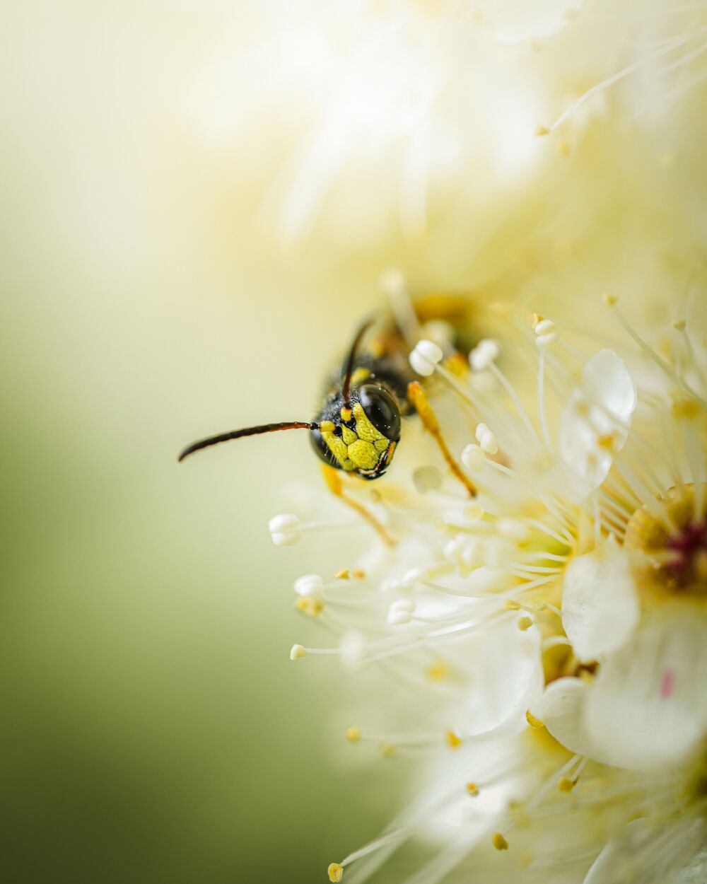 A small visitor