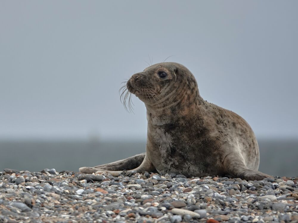 Zeehond