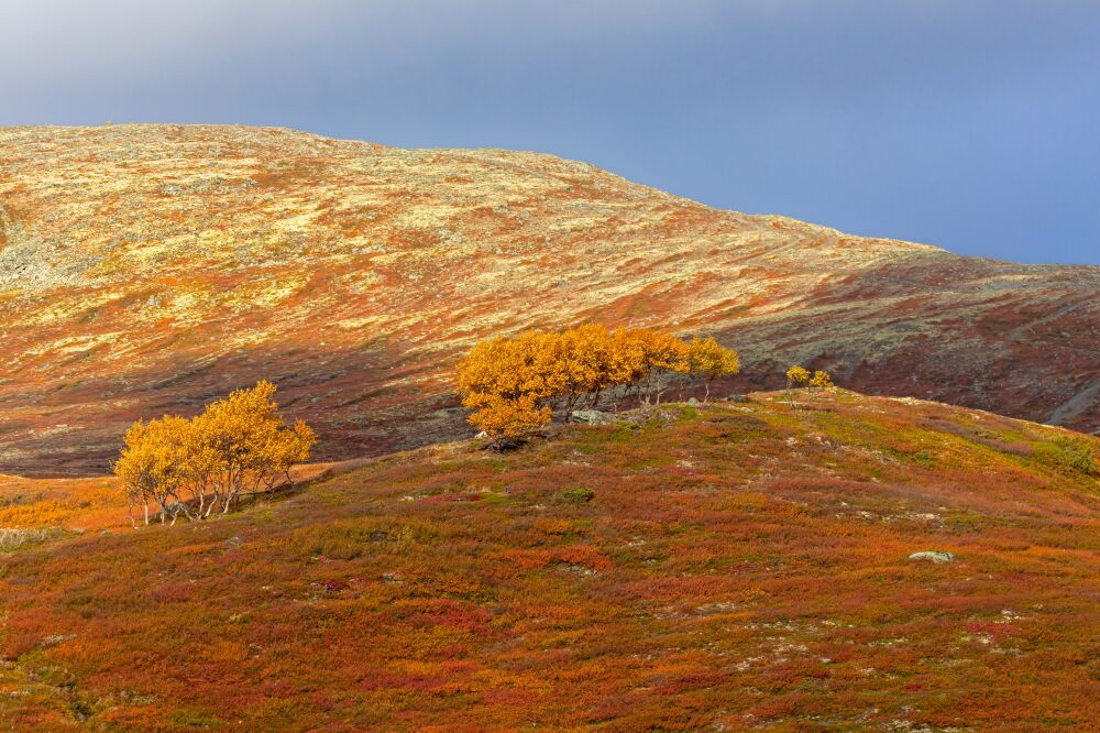 Bergkam in de herfst in Noorwegen