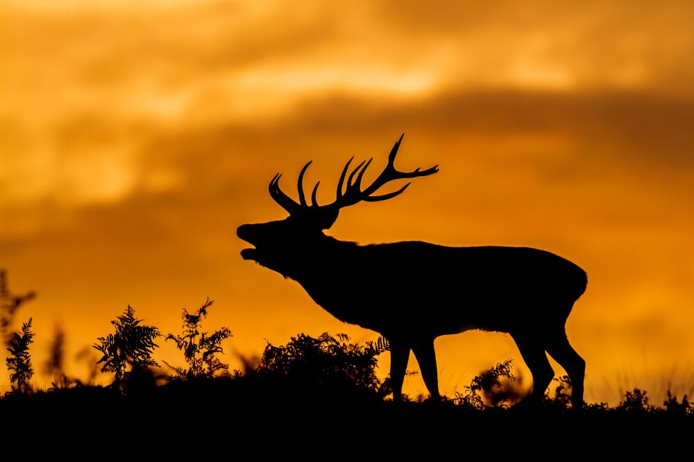 Edelhert tijdens zonsopkomst