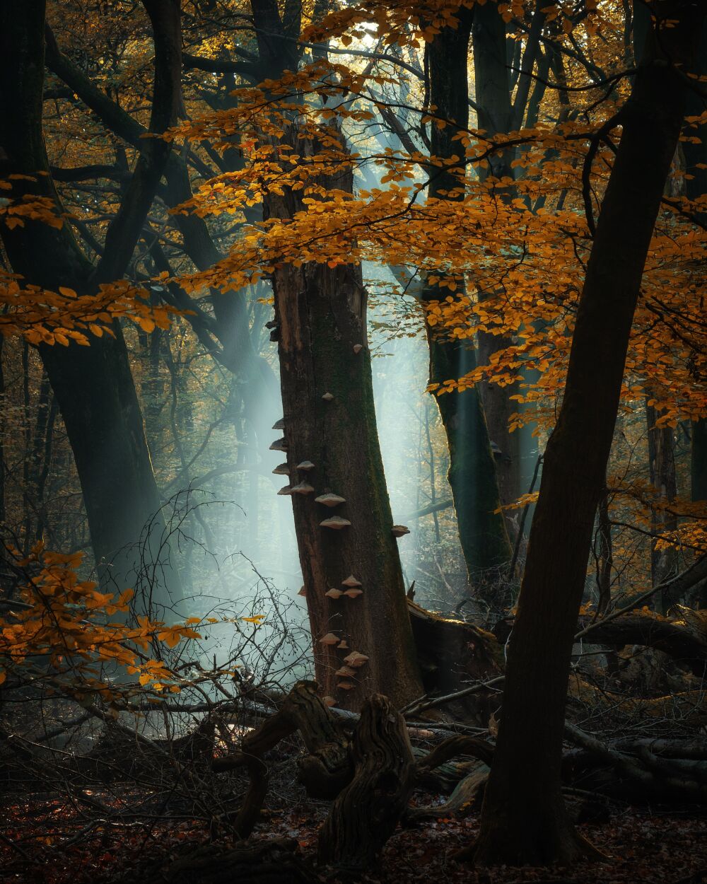 De Nederlandse bossen - Speulderbos