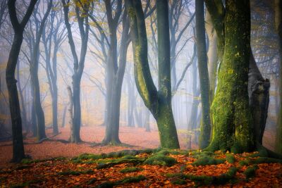 Betoverend mistig herfstbos met mosbedekte bomen