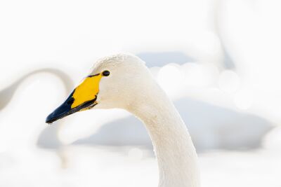 Elegance Captured: Limited Edition Wild Swan Photography