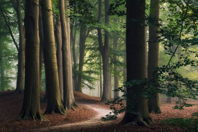 De Nederlandse bossen - Gelderland