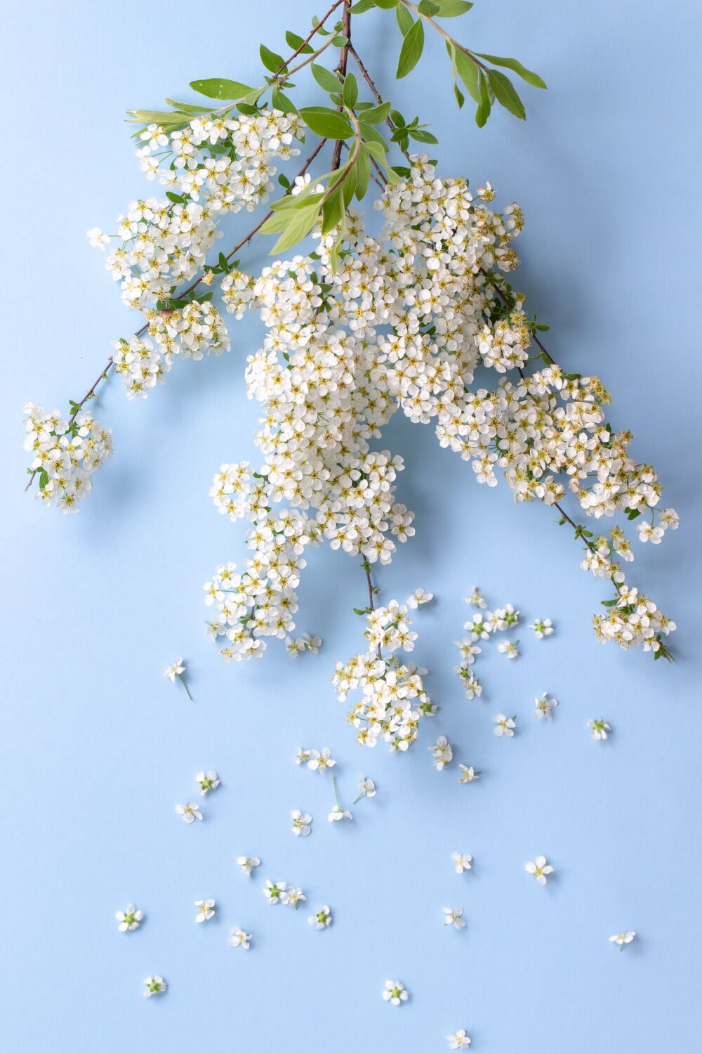 kleine witte bloemen op een tak, effect van waaiende wind