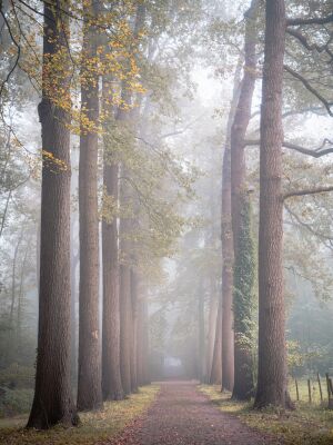 Het vage bos