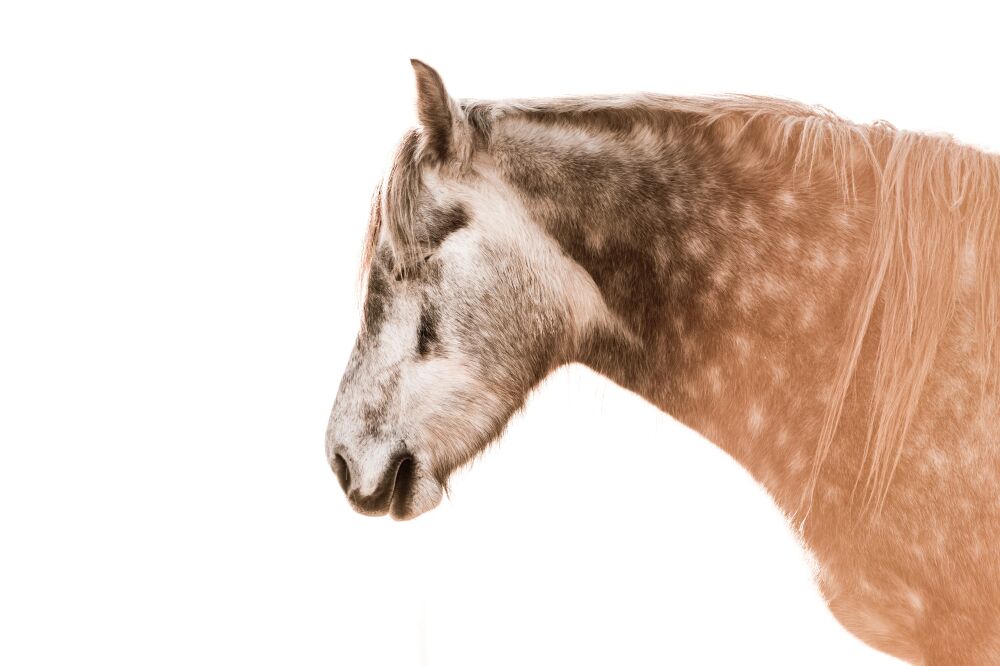 Stilte in de Zonnestralen een paard