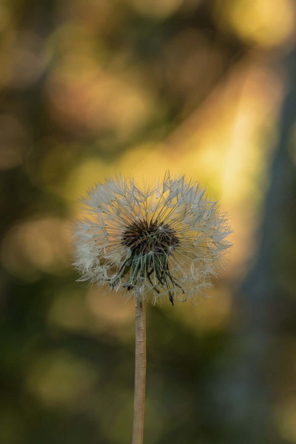 Dandelion in herfstlicht