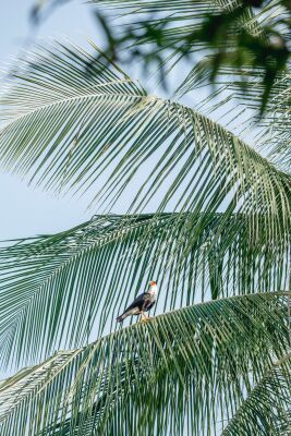 Tropical View Bird on Palm Leaf