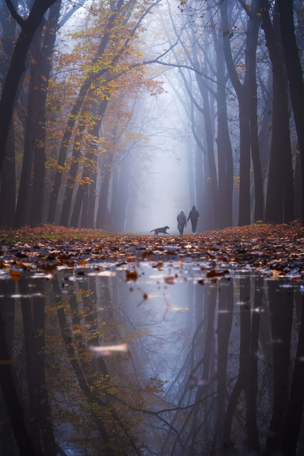 De Nederlandse bossen - Gelderland