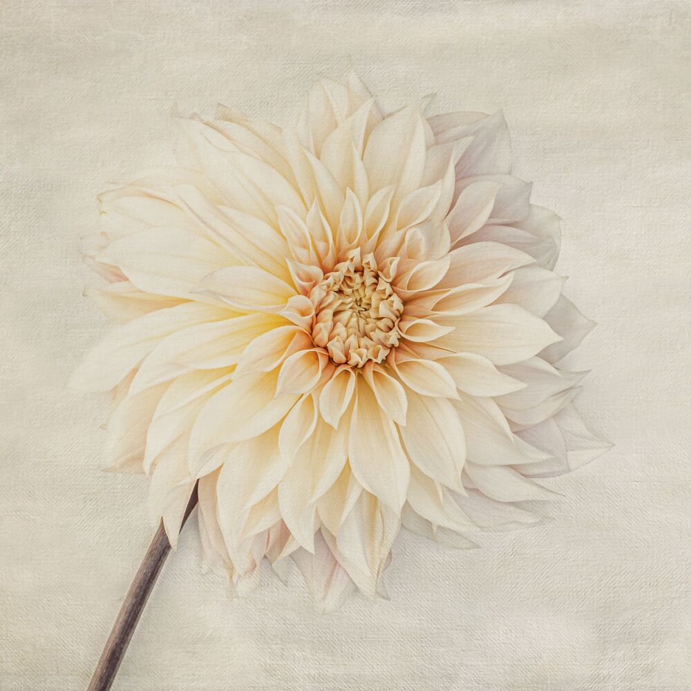 Dahlia Cafe au lait